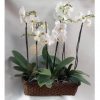 Floristerías en Cali, bogotá, medellin, ibagué, plantas de Orquídeas Phalaenopsis