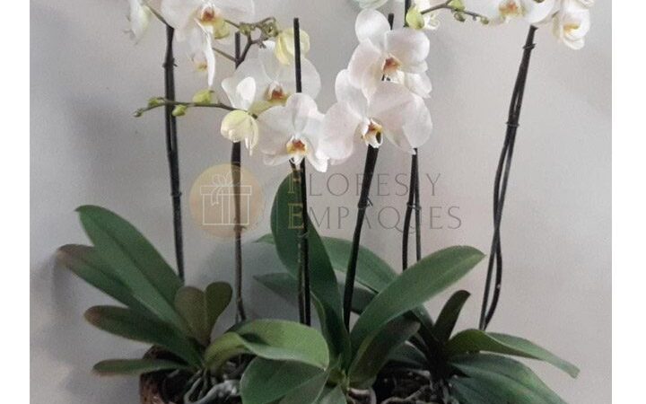 Floristerías en Cali, bogotá, medellin, ibagué, plantas de Orquídeas Phalaenopsis